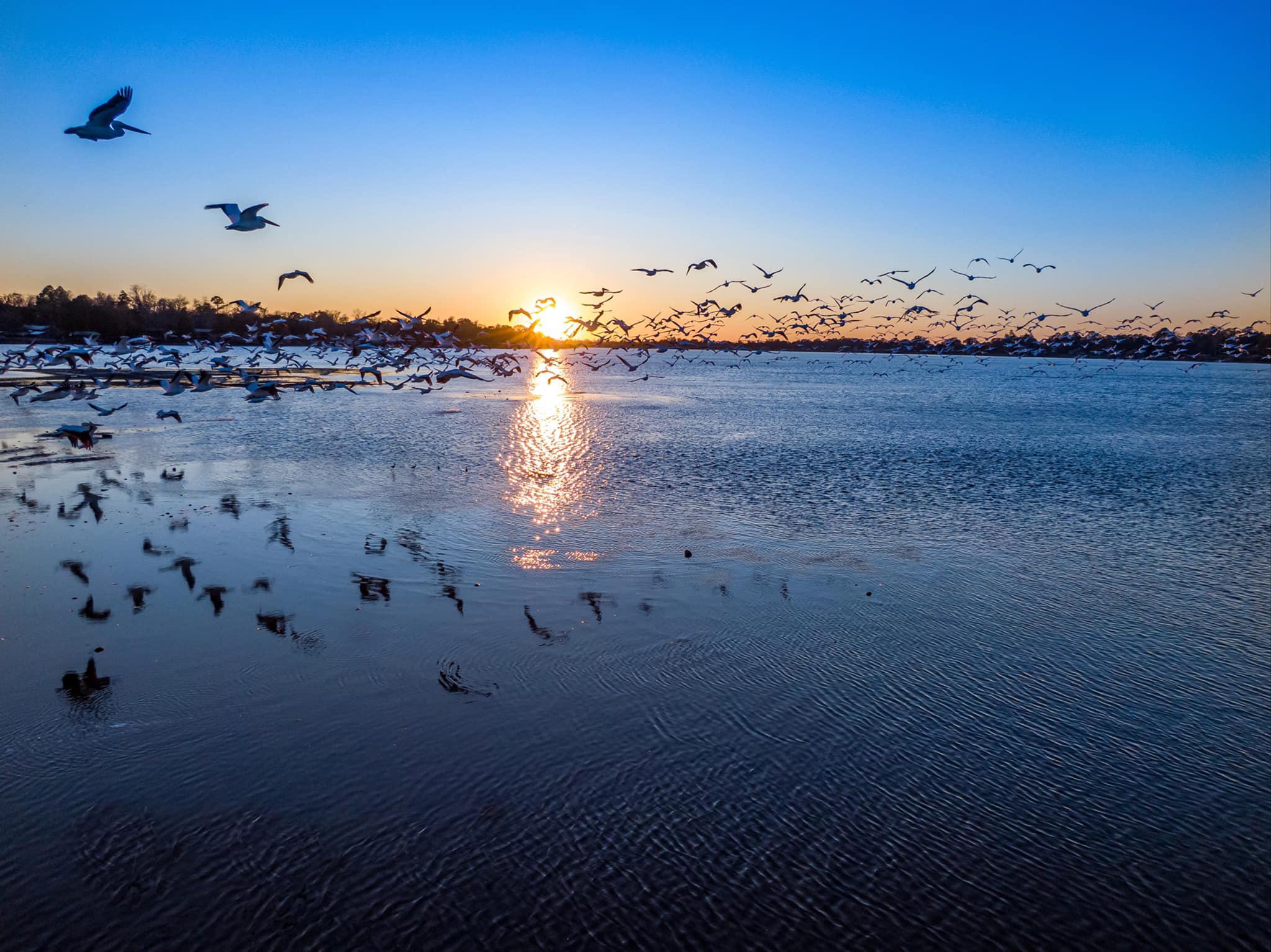 Pelicans On False River